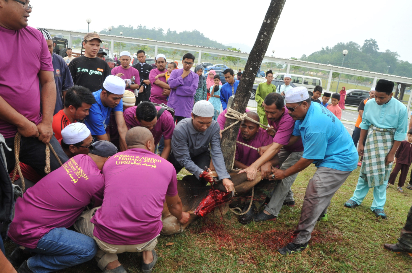 PRO15 150 KORBAN HAS 6758